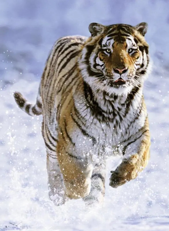 Ravensburger Puzzle Tiger Schnee Spielzeug - 2